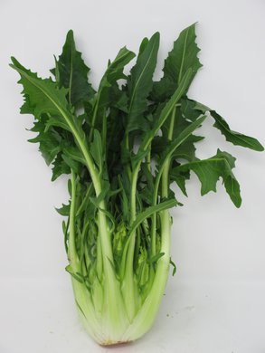 Cicoria Catalogna