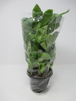 Basilico in Vaso