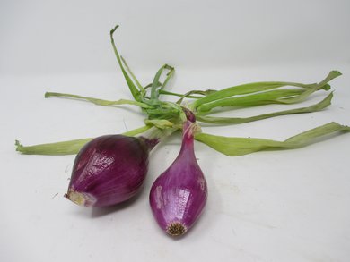 Cipollotti